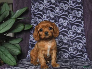Cavalier King Charles Spaniel dogs Brandon - Ad 9