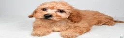 Bichpoo dogs for sale: Chloe - Ad 8