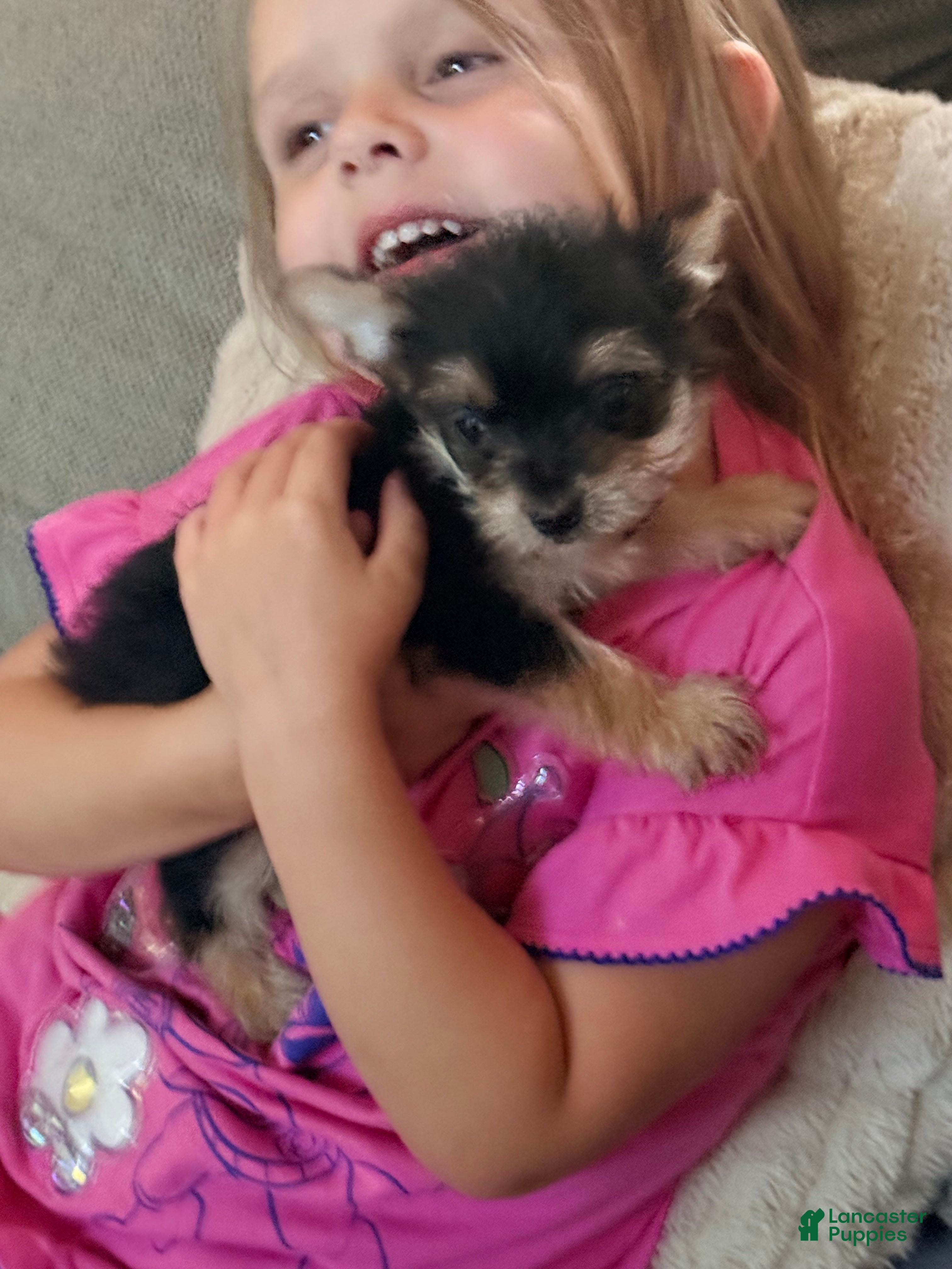Morkie dogs Bolt - Ad 2