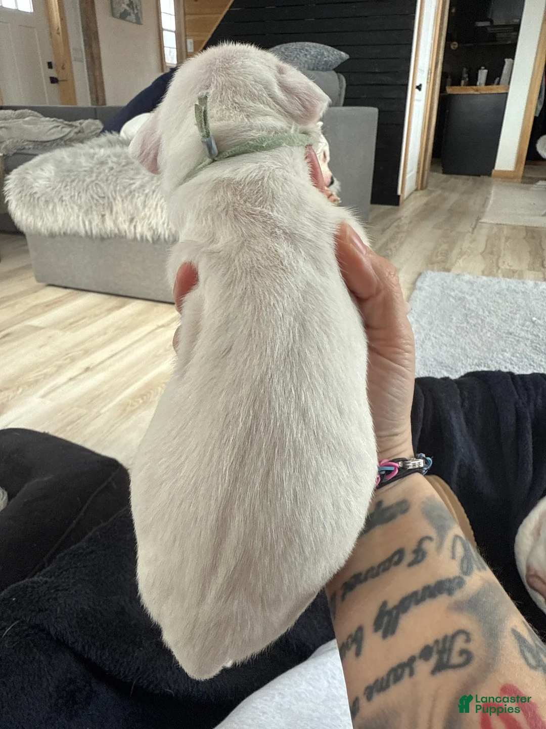 Dogo Argentino dogs for sale: Teal collar female  - Ad 2