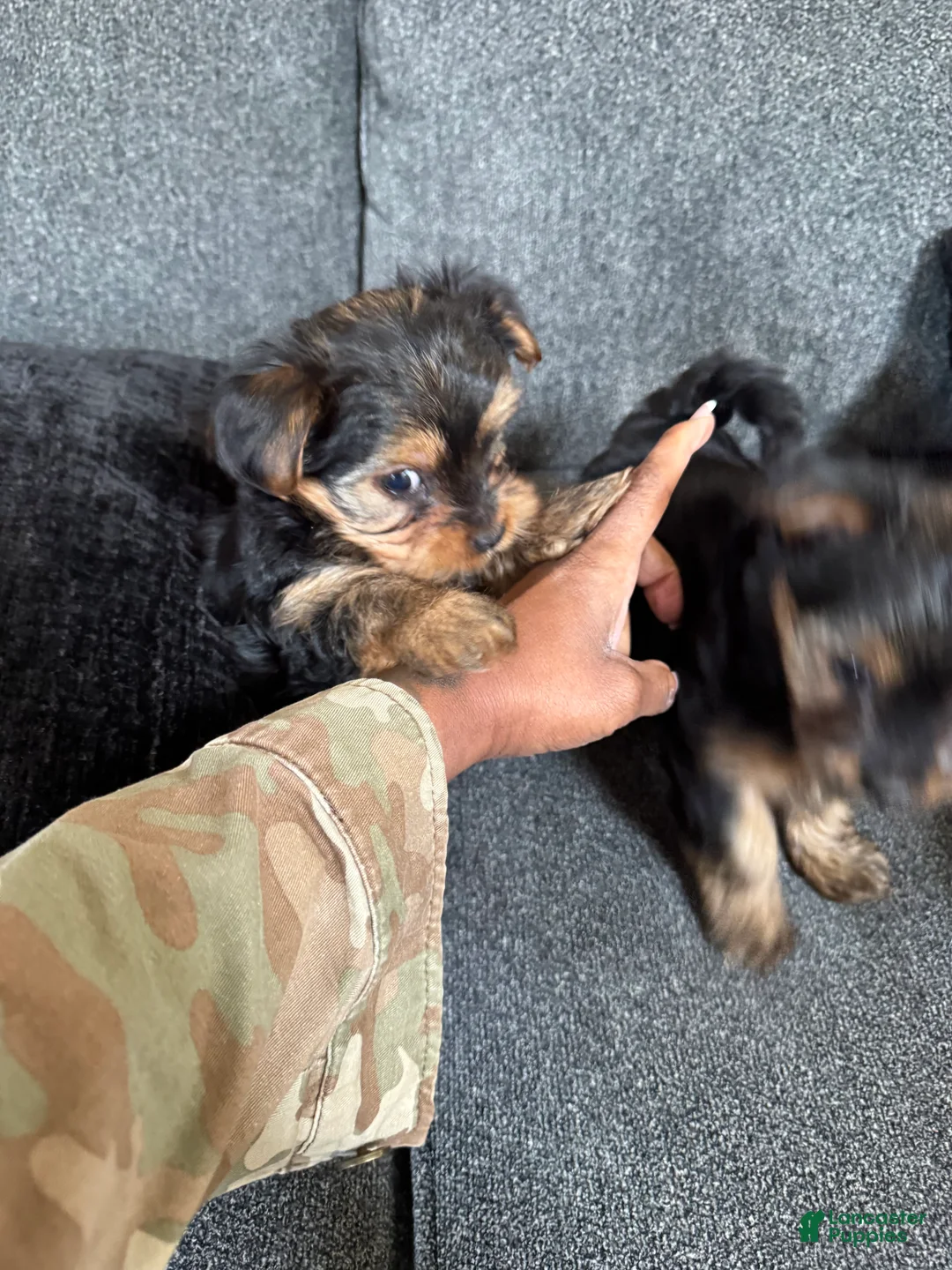 Yorkshire Terrier dogs for sale: Yorkshire Terrier Puppy 1 - Ad 5