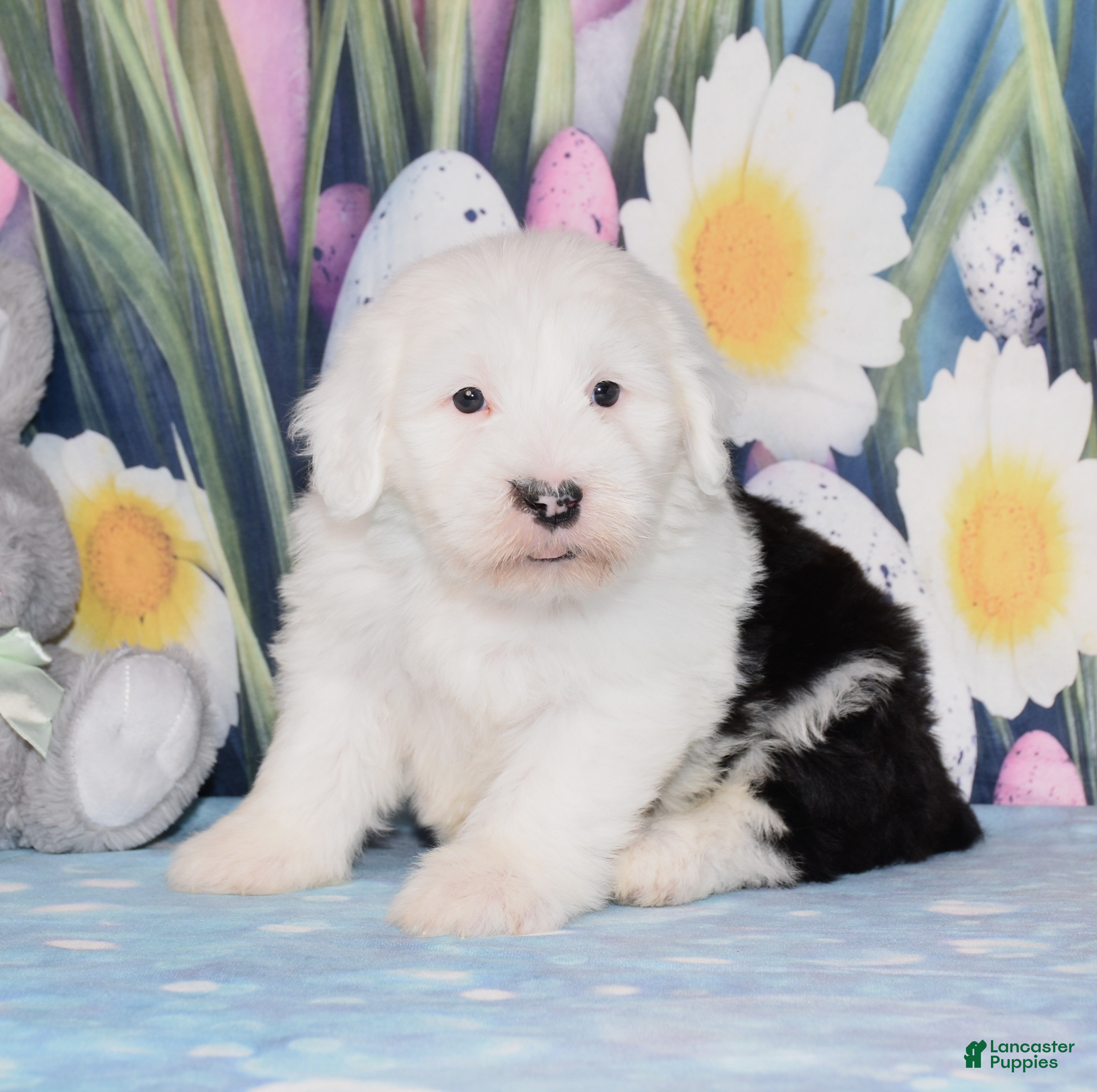 Old English Sheepdog dogs Tundra  - Ad 1