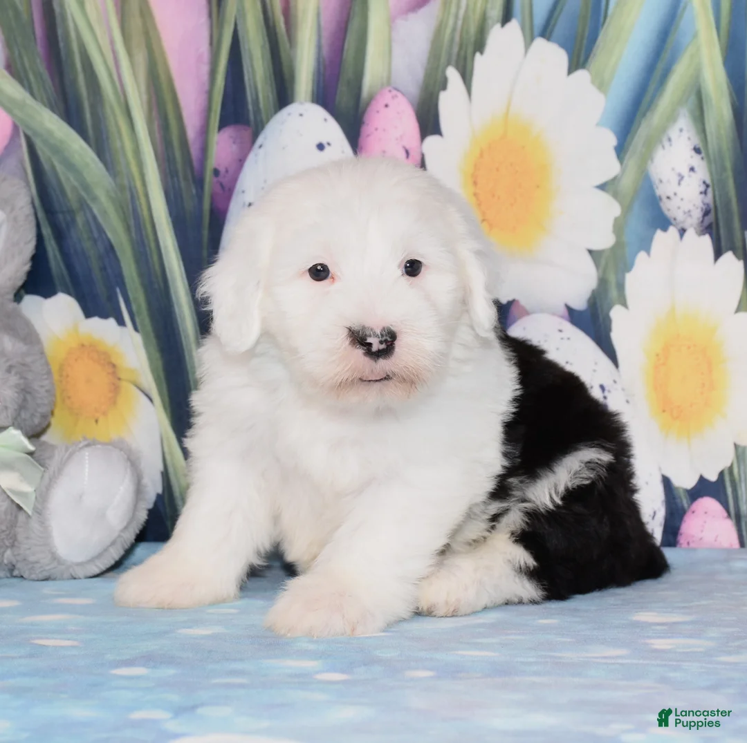 Old English Sheepdog dogs for sale: Tundra  - Ad 1