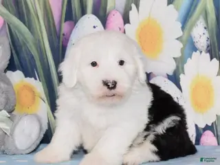 Old English Sheepdog dogs for sale: Tundra - Ad 3