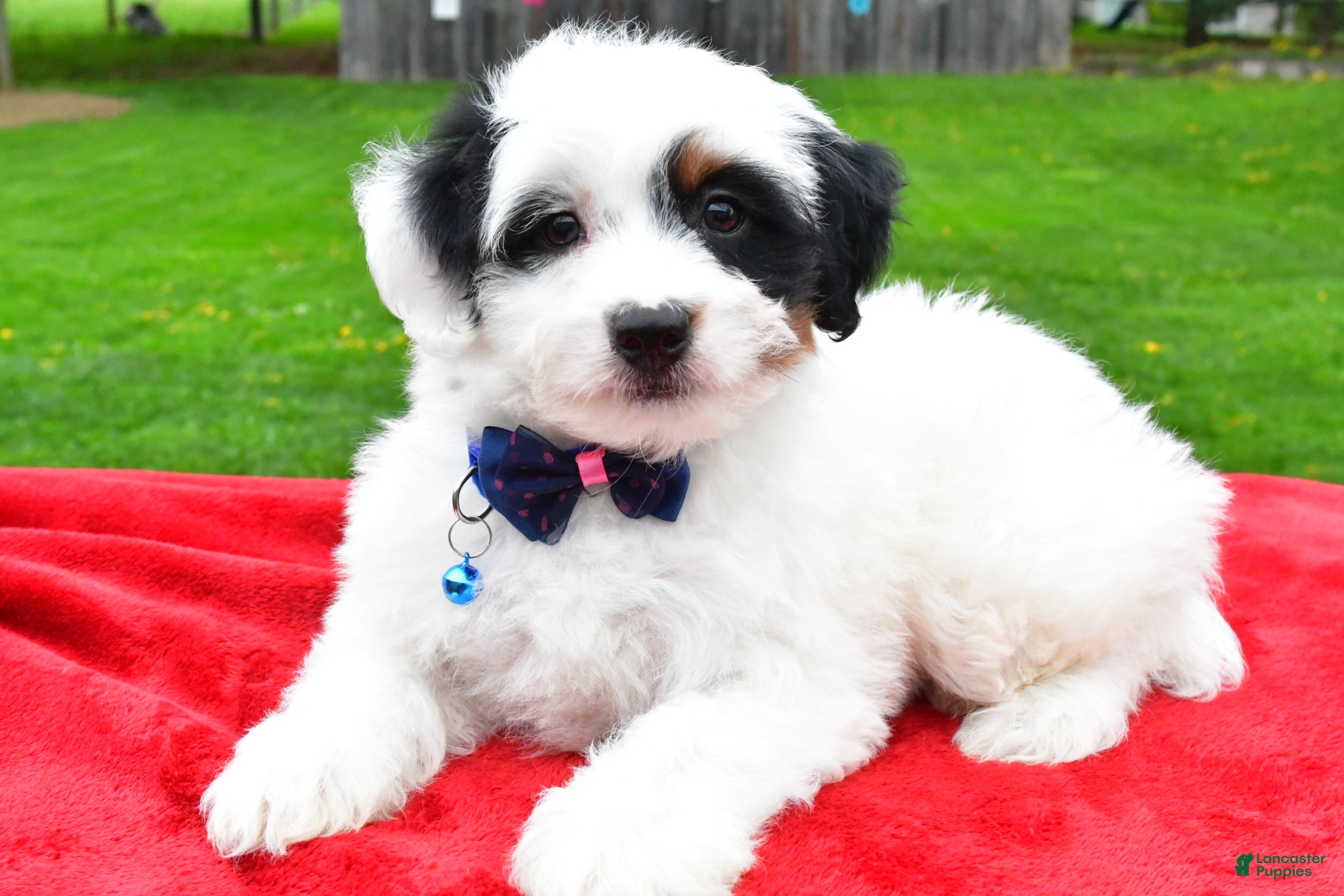 Mini Aussiedoodle dogs Miles - Ad 1
