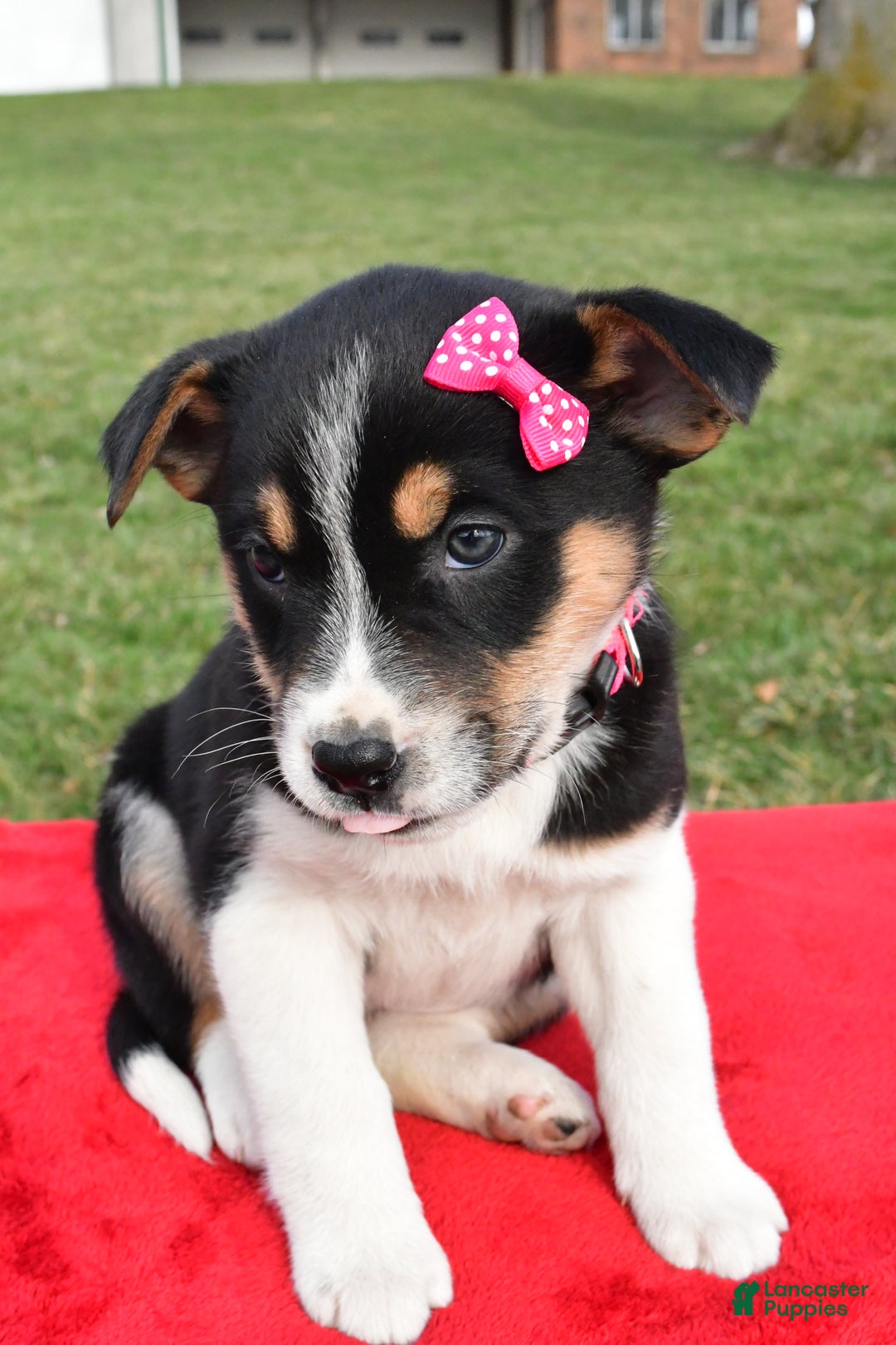 Mixed Breed dogs for sale: Molly - Ad 9