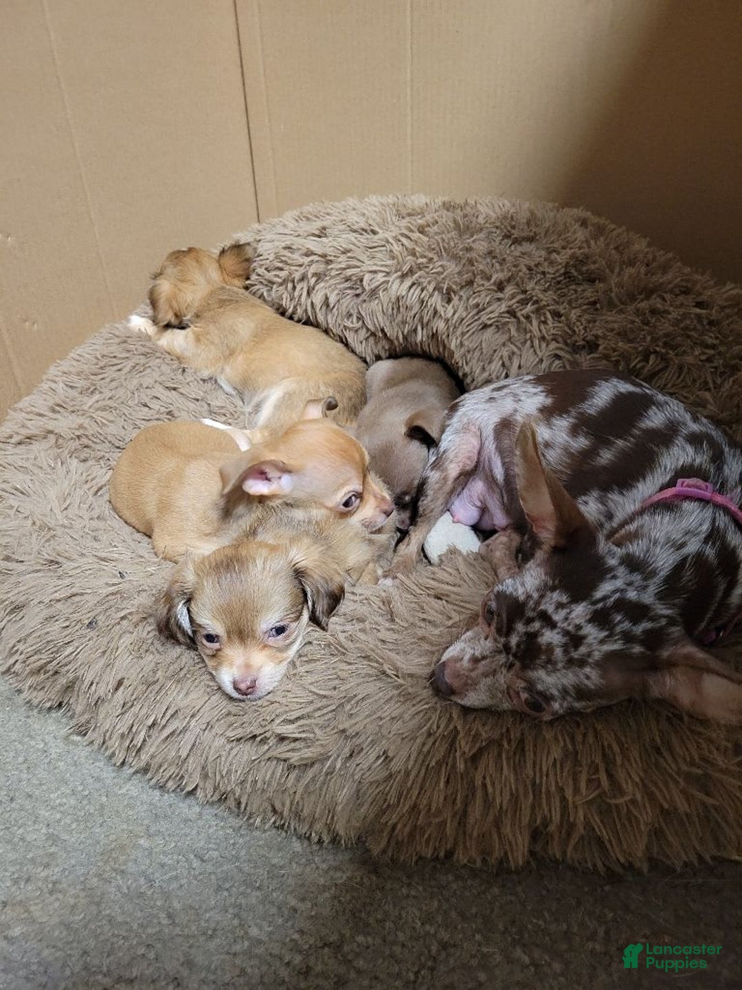 Gallery Image {{count}}