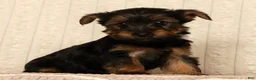 Yorkshire Terrier dogs for sale: Lily - Ad 4