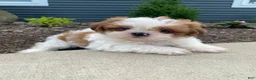 Shih Tzu dogs for sale: Timmy - Ad 7