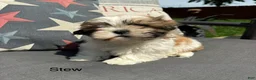 Teddy Bear dogs for sale: Stew - Ad 1