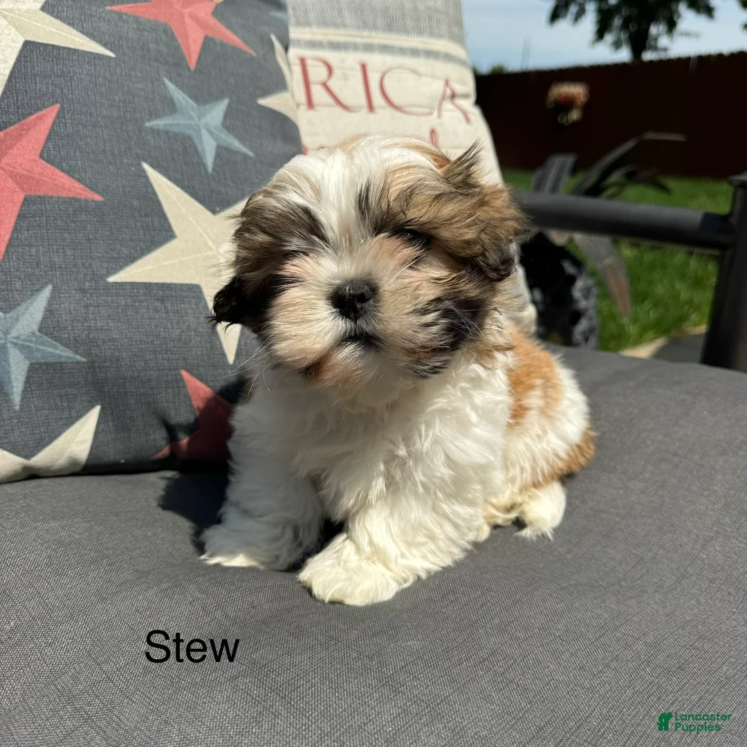 Teddy Bear dogs for sale: Stew - Ad 1