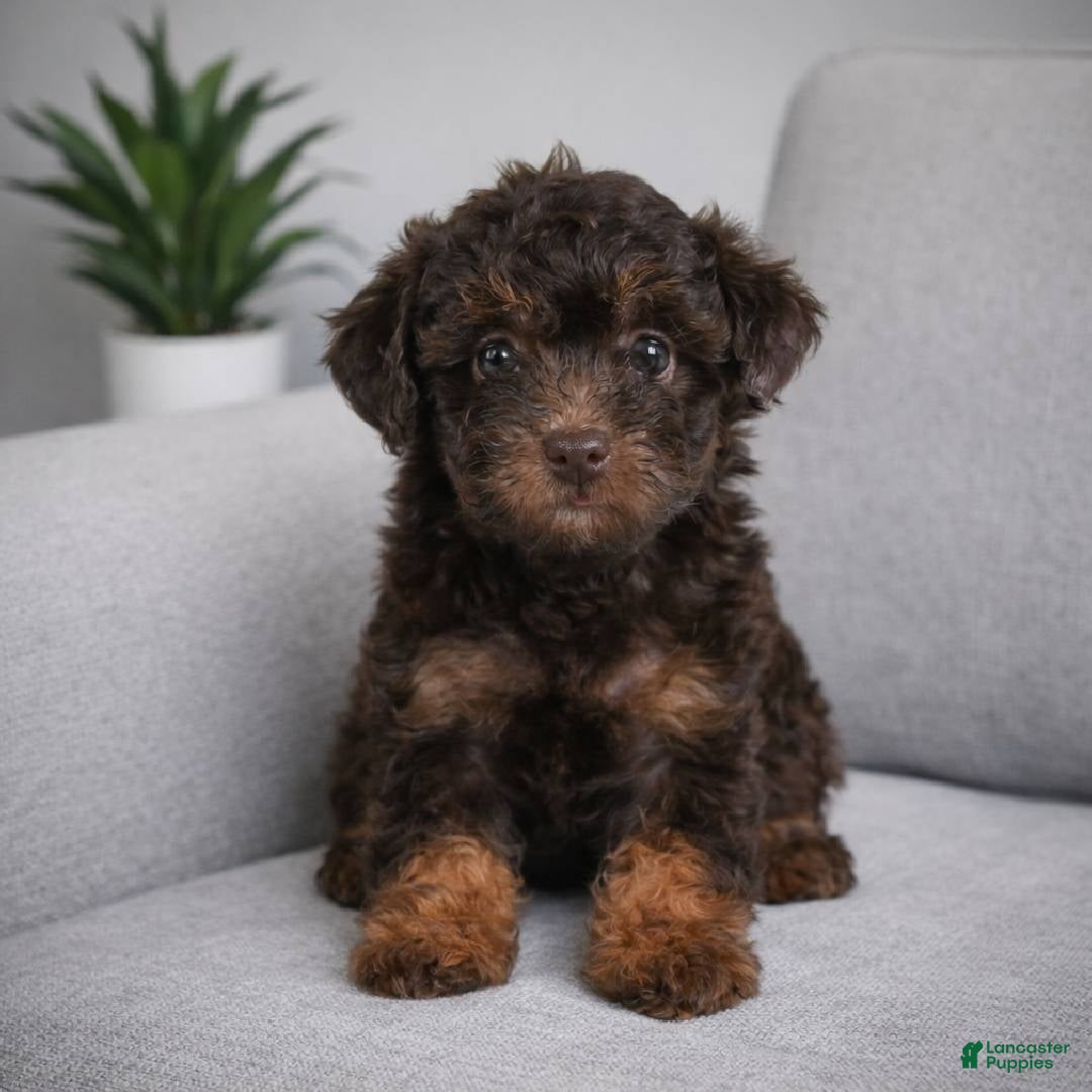 Miniature Poodle dogs shirley - Ad 1