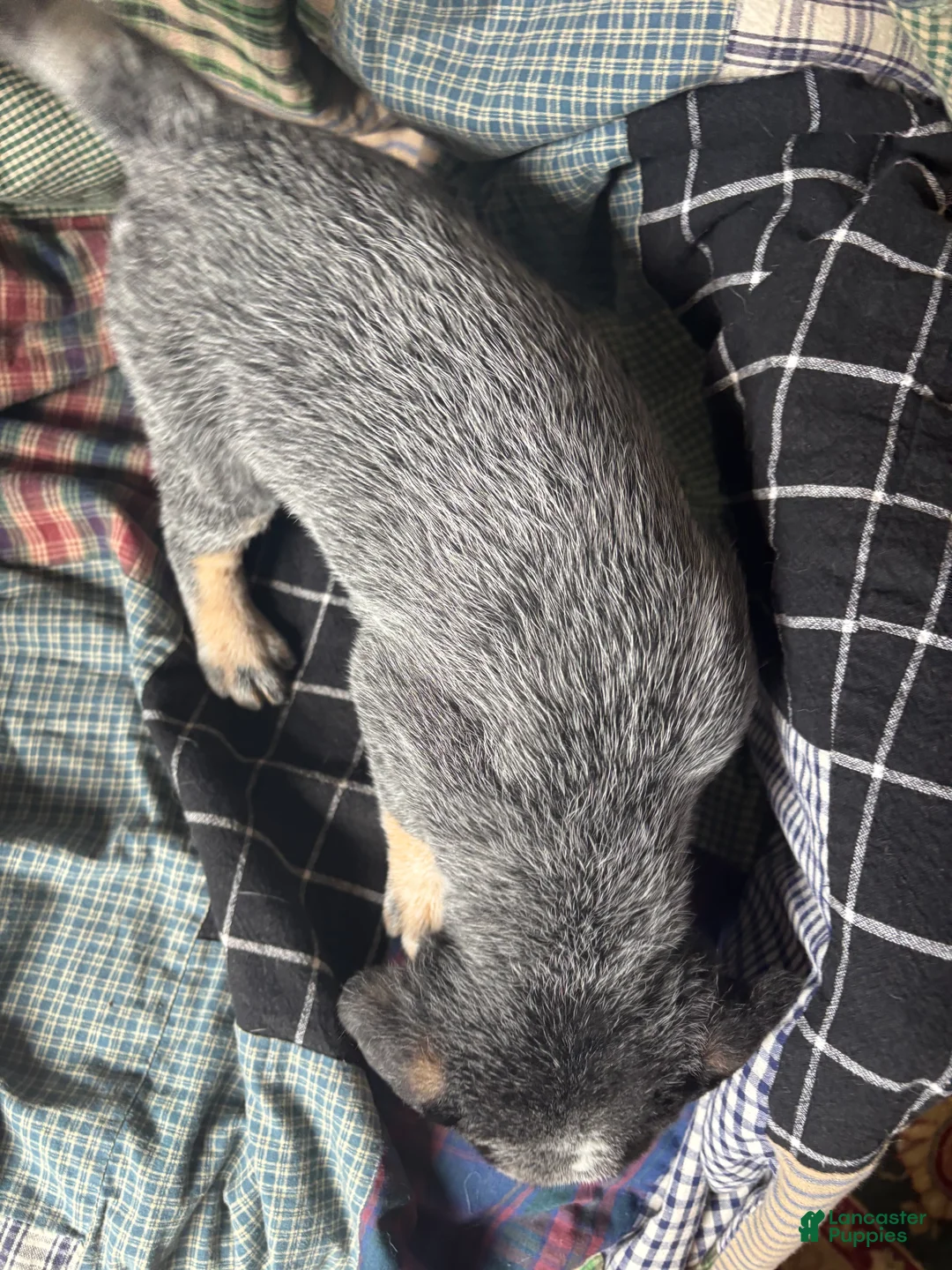 Australian Cattle Dog dogs for sale: Larry - Ad 12