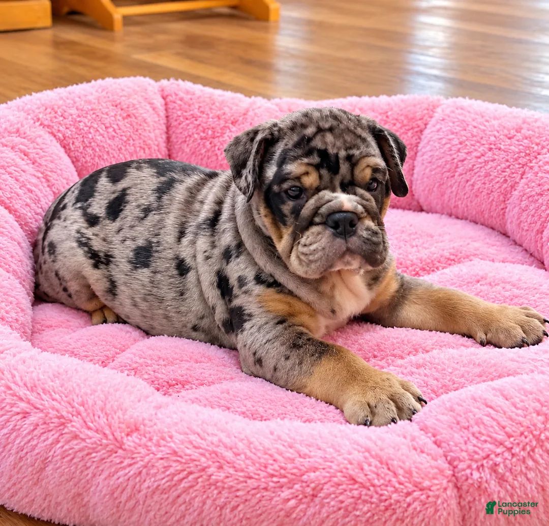 English Bulldog dogs for sale: Queenie - Ad 2