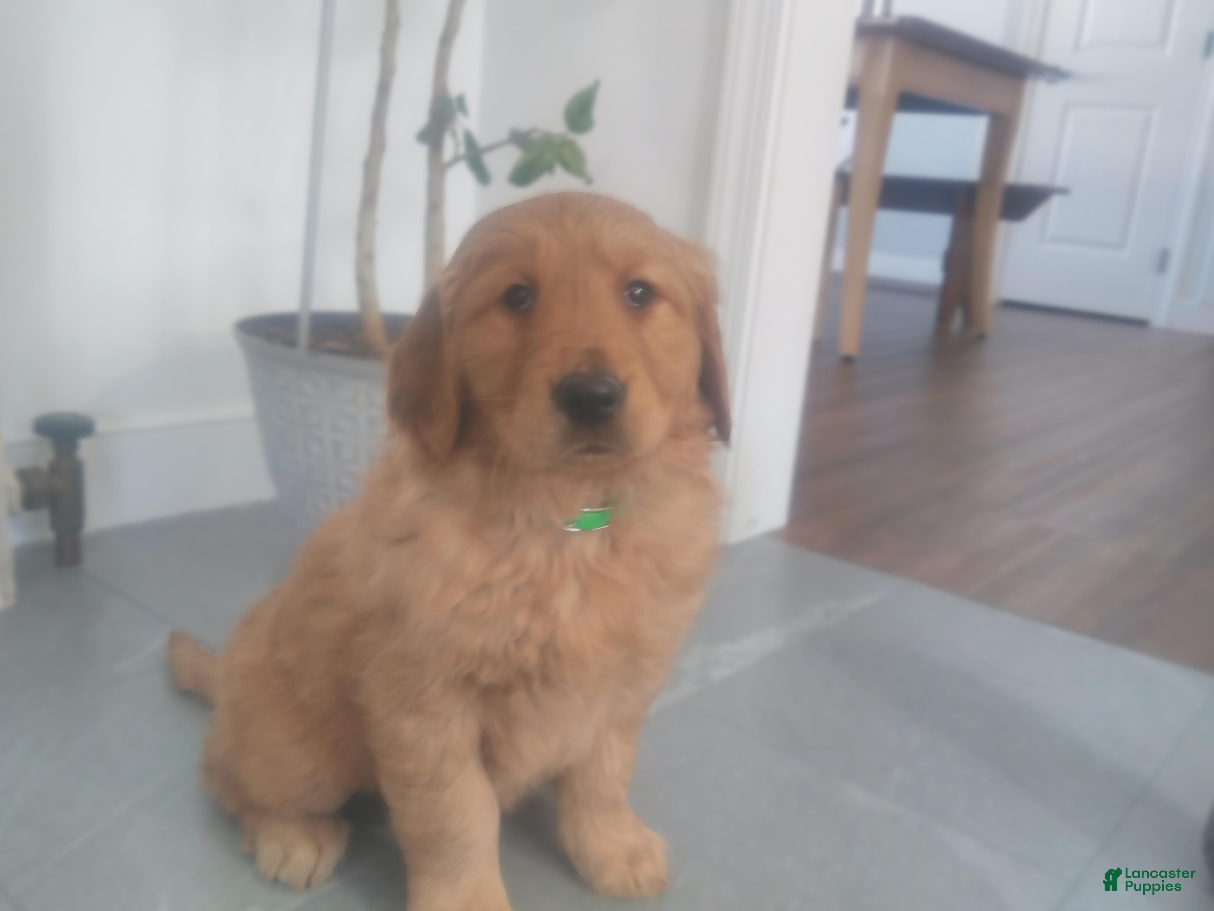 Golden Retriever dogs Luna –(lime green collar) “I’m the quiet, thoughtful one.” - Ad 2