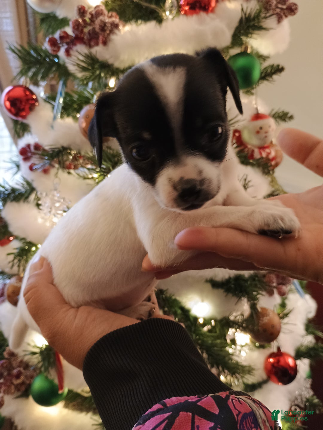 Chihuahua dogs for sale: Bell - Ad 4