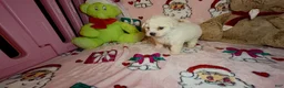 Bichon Frise dogs for sale: Betty White  - Ad 4