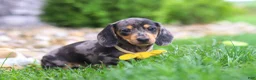 Miniature Dachshund dogs for sale: Blake - Ad 6