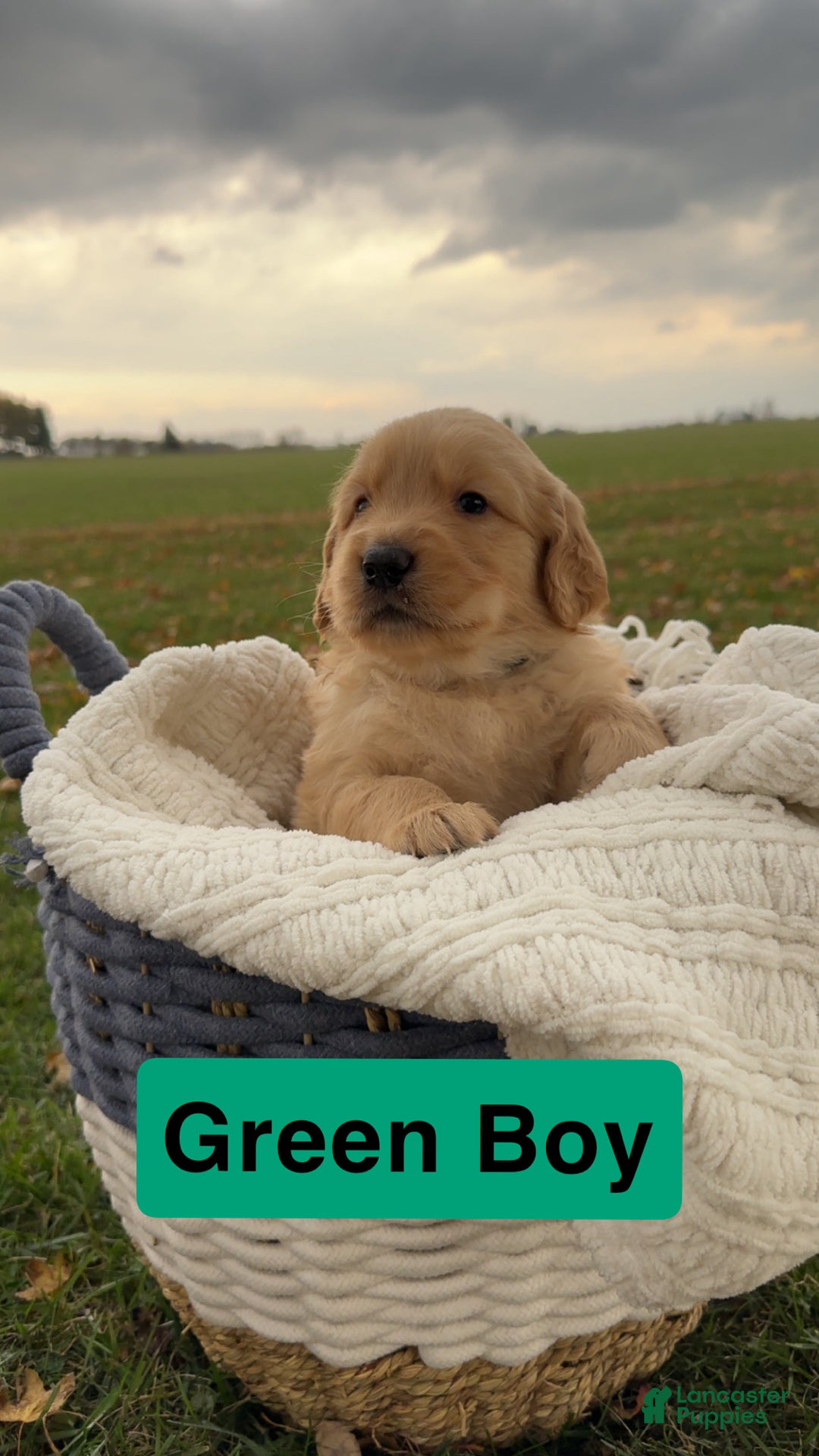 Golden Retriever dogs for sale: Golden Retriever Green Boy - Ad 2