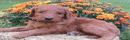 Mini Goldendoodle dogs for sale: Coffee - Ad 1