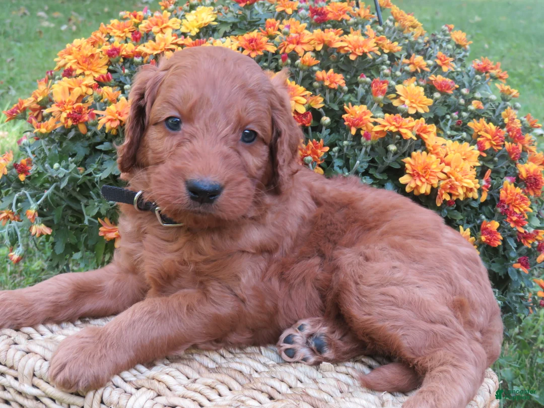 Mini Goldendoodle dogs for sale: Coffee - Ad 1