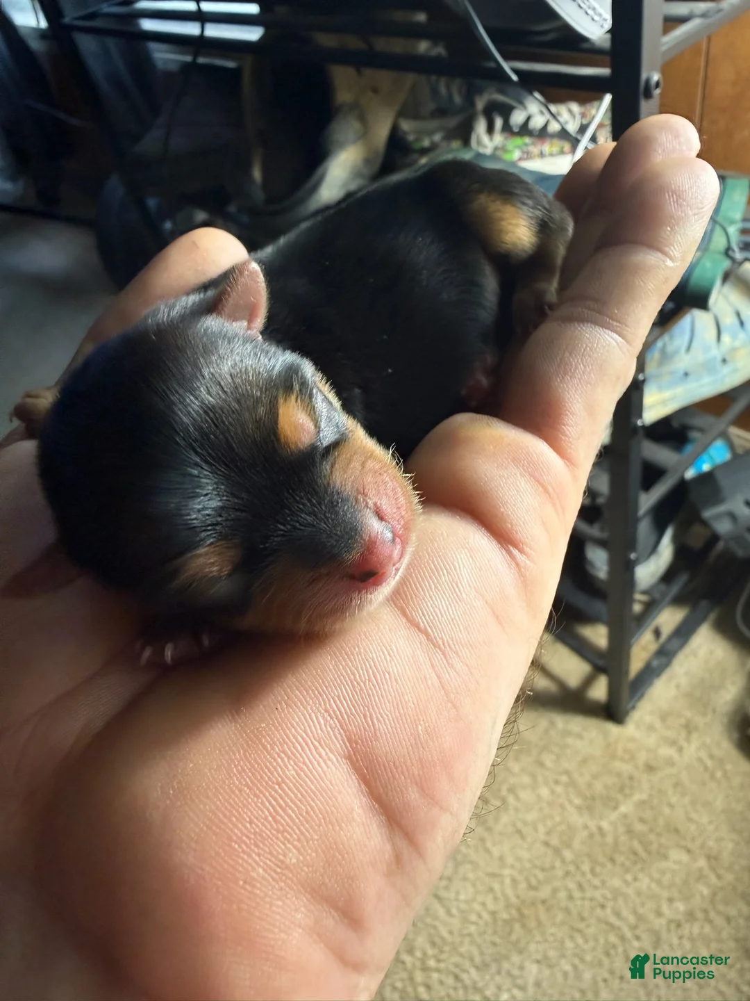 Yorkshire Terrier dogs for sale: Girl 1 - Ad 6