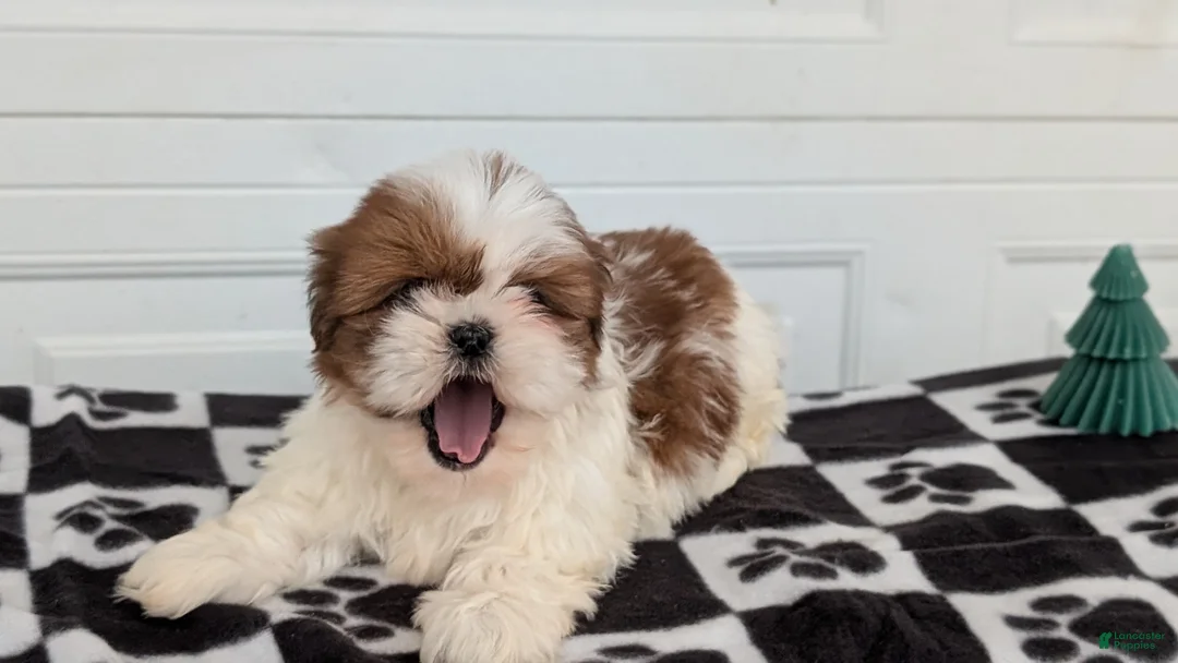 Shih Tzu dogs for sale: Parker - Ad 5