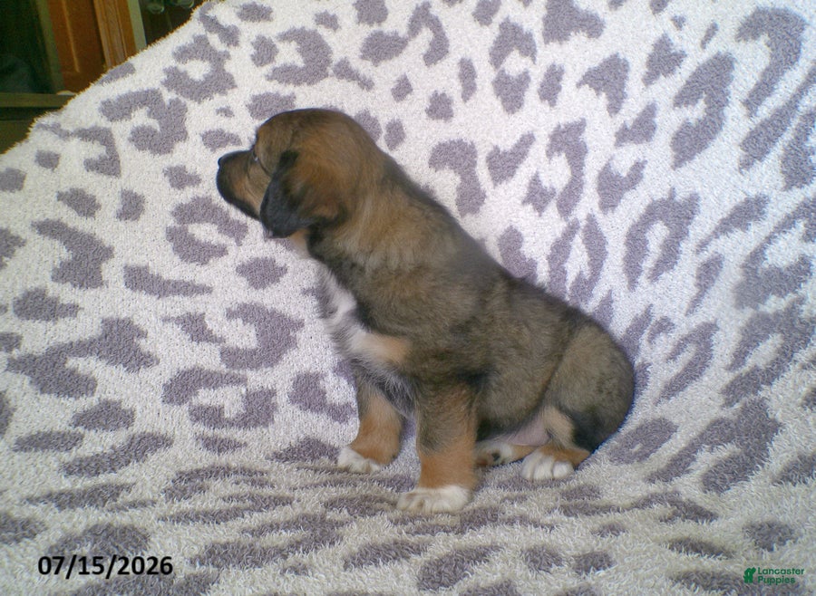 Miniature Australian Shepherd dogs Lila - Ad 2