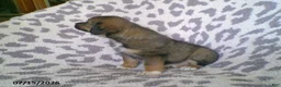 Miniature Australian Shepherd dogs for sale: Lila - Ad 2