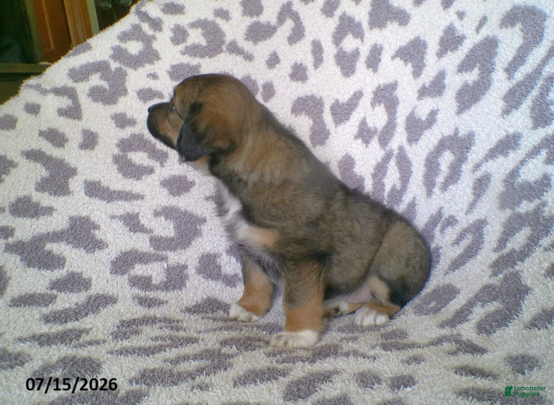 Miniature Australian Shepherd dogs for sale: Lila - Ad 2
