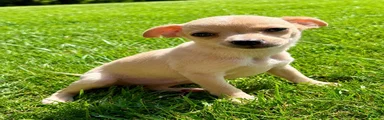 Chihuahua female 