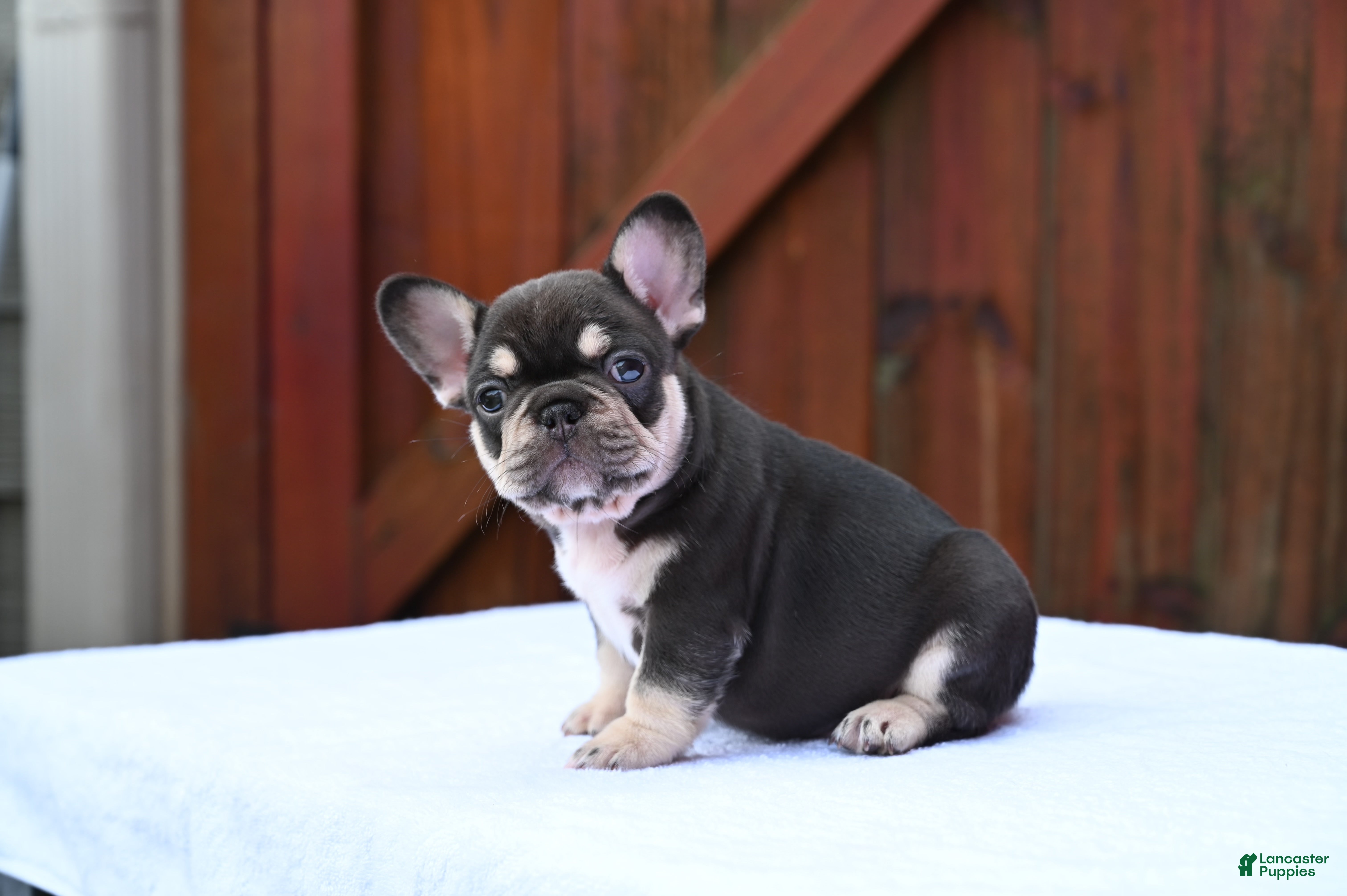 French Bulldog dogs Honey - Ad 2