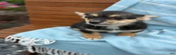 Welsh Corgi Pembroke dogs for sale: Josie - Ad 5