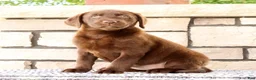 Labrador Retriever dogs for sale: Mindy - Ad 1