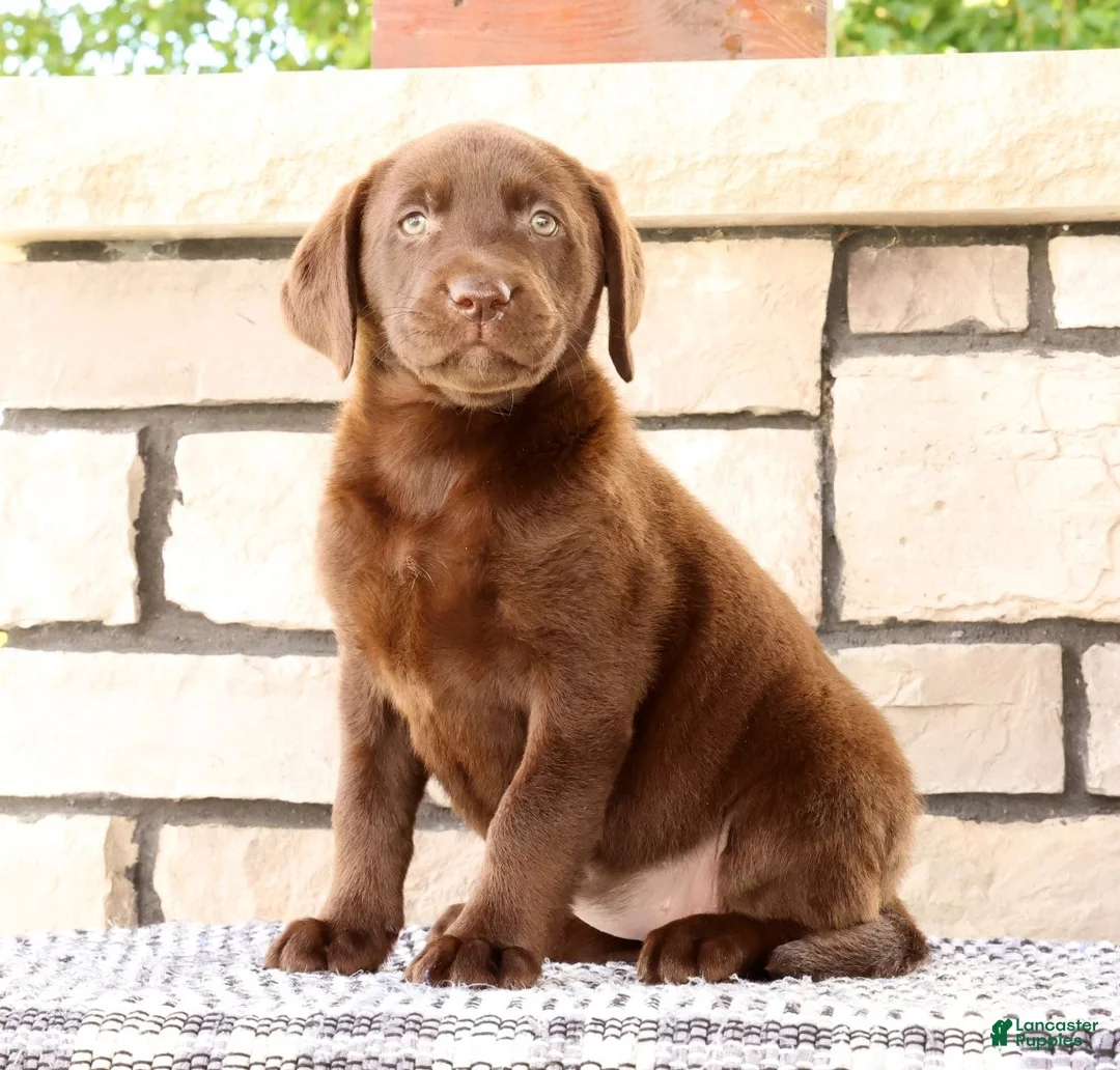 Labrador Retriever dogs for sale: Mindy - Ad 1