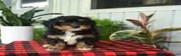 Mini Bernedoodle dogs for sale: Rod  - Ad 5