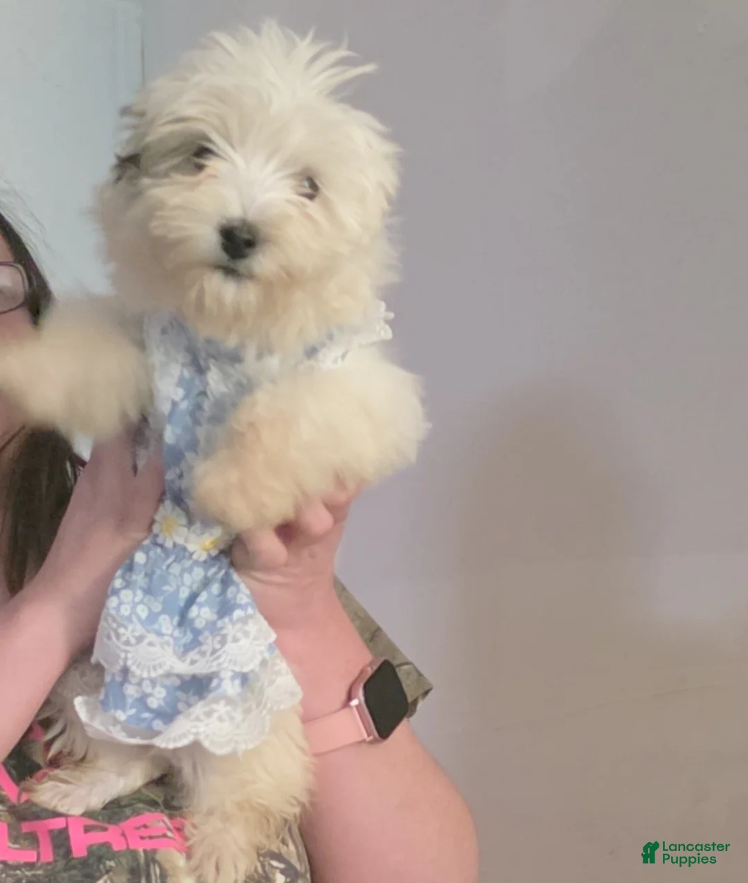 Mixed Breed dogs for sale: Mixed Breed Puppy 1 - Ad 2