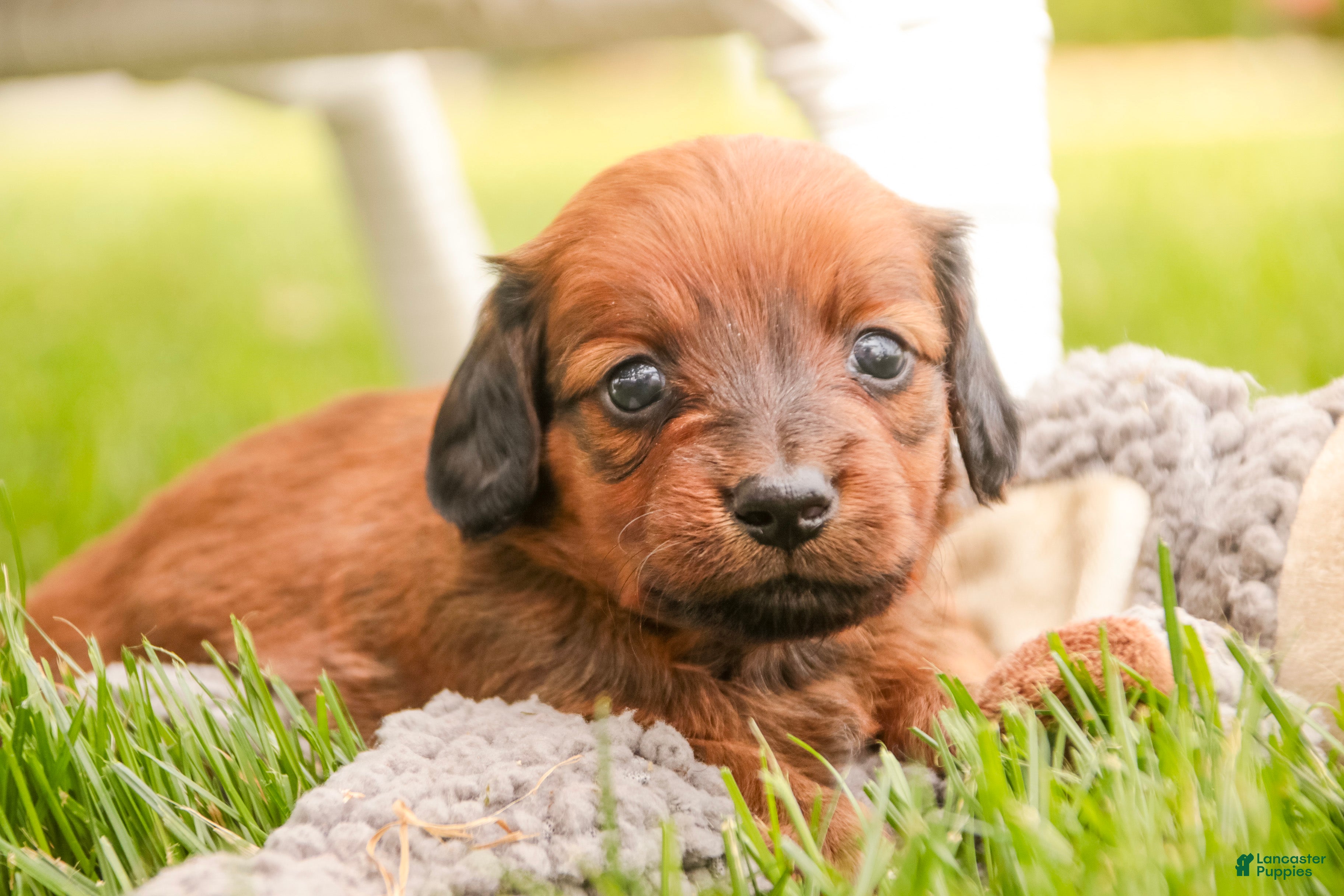 Miniature Dachshund dogs Tony - Ad 2