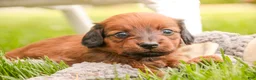 Miniature Dachshund dogs for sale: Tony - Ad 2