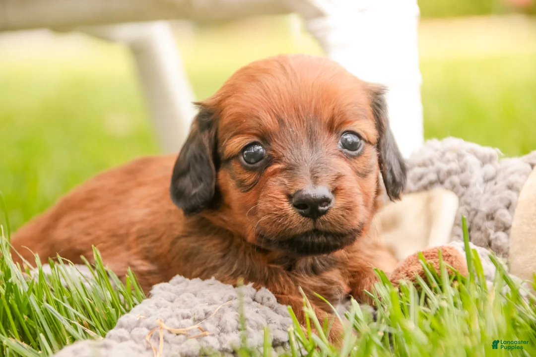 Miniature Dachshund dogs for sale: Tony - Ad 2