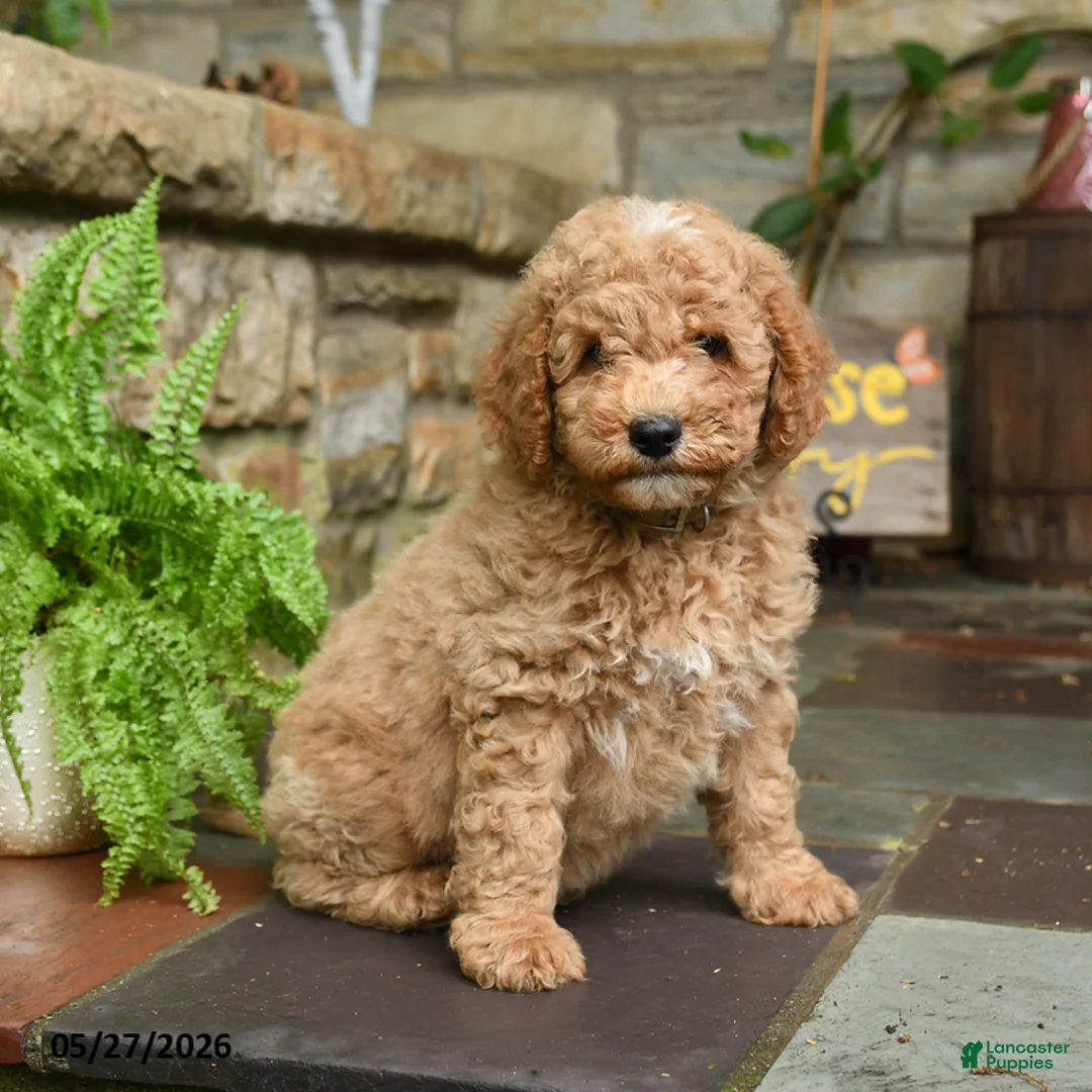 Mini Goldendoodle dogs for sale: Graham - Ad 1