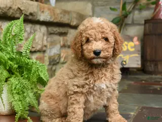 Mini Goldendoodle dogs for sale: Graham - Ad 1