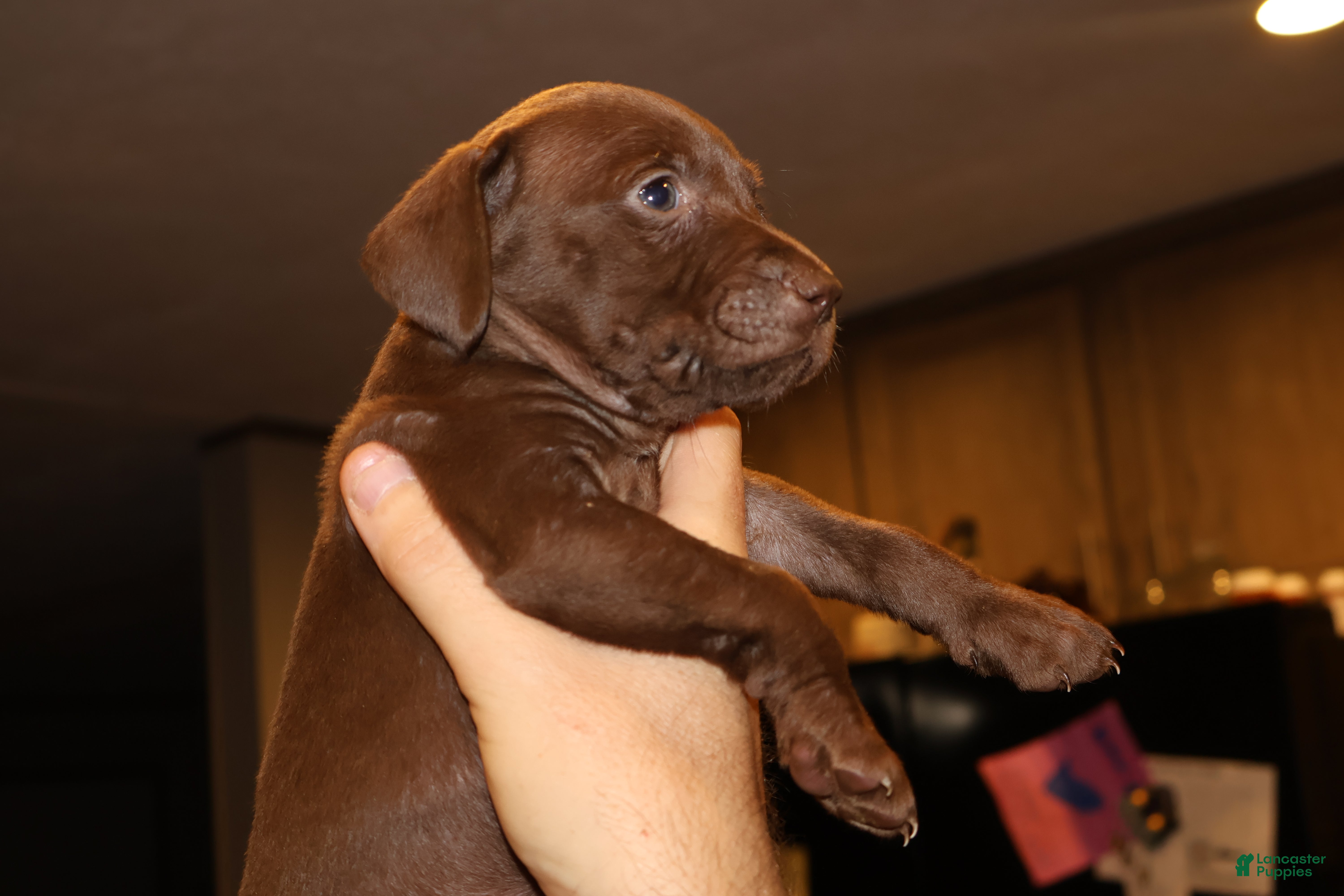 German Shorthaired Pointer dogs Ruthie, solid liver female - Ad 2
