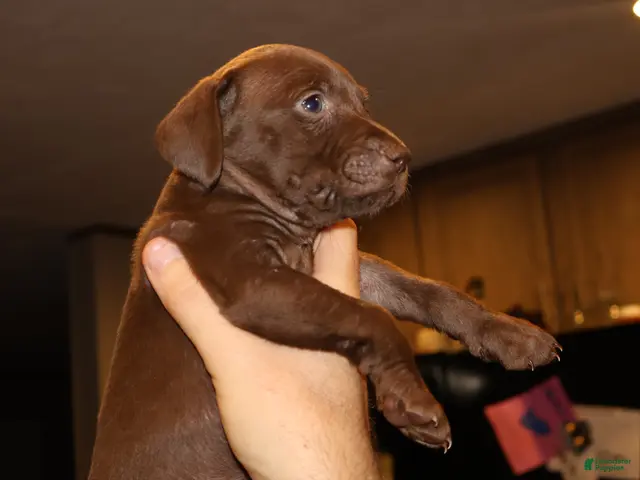 German Shorthaired Pointer dogs for sale: Ruthie, solid liver female - Ad 2