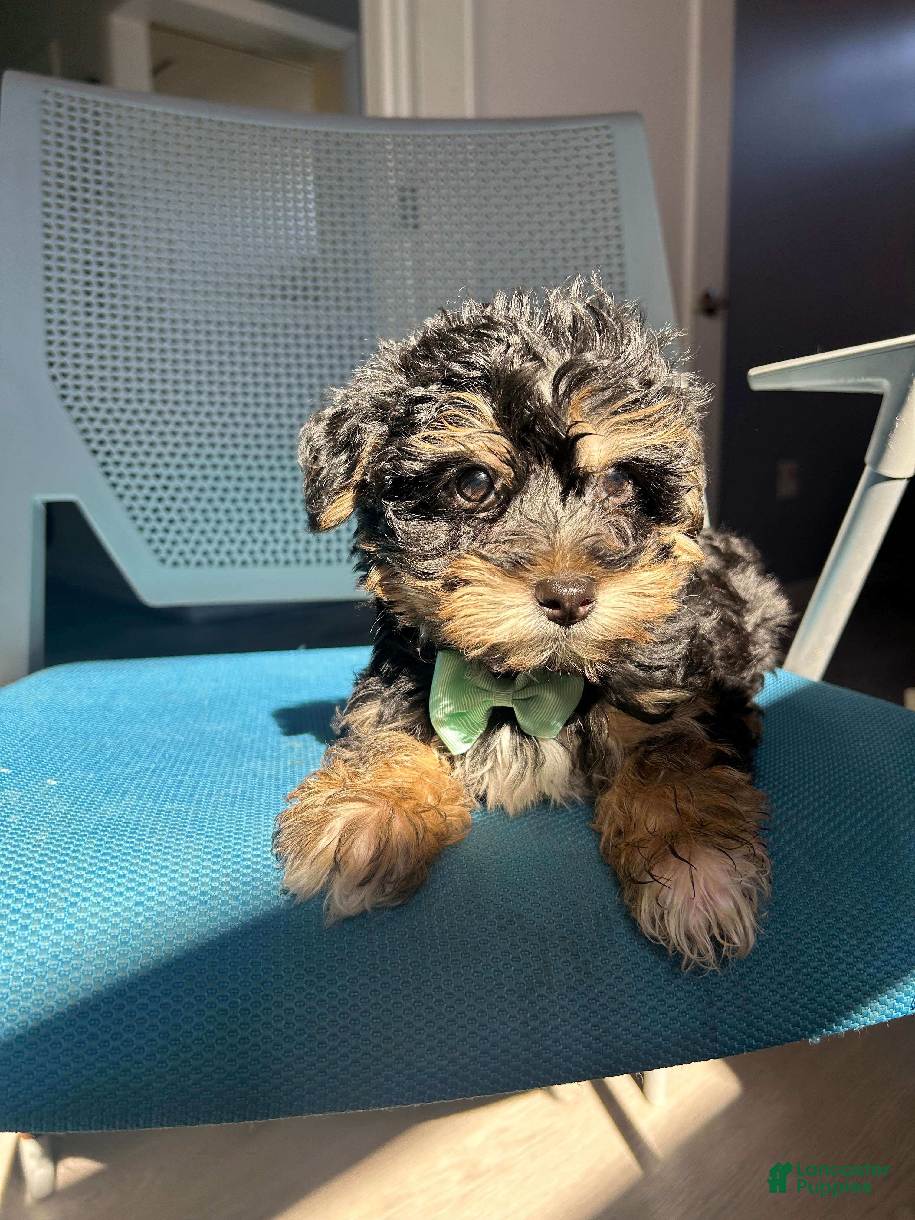 Mixed Breed dogs Mixed Breed Puppy 4 - Ad 35