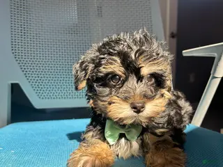 Mixed Breed dogs Mixed Breed Puppy 4 - Ad 35