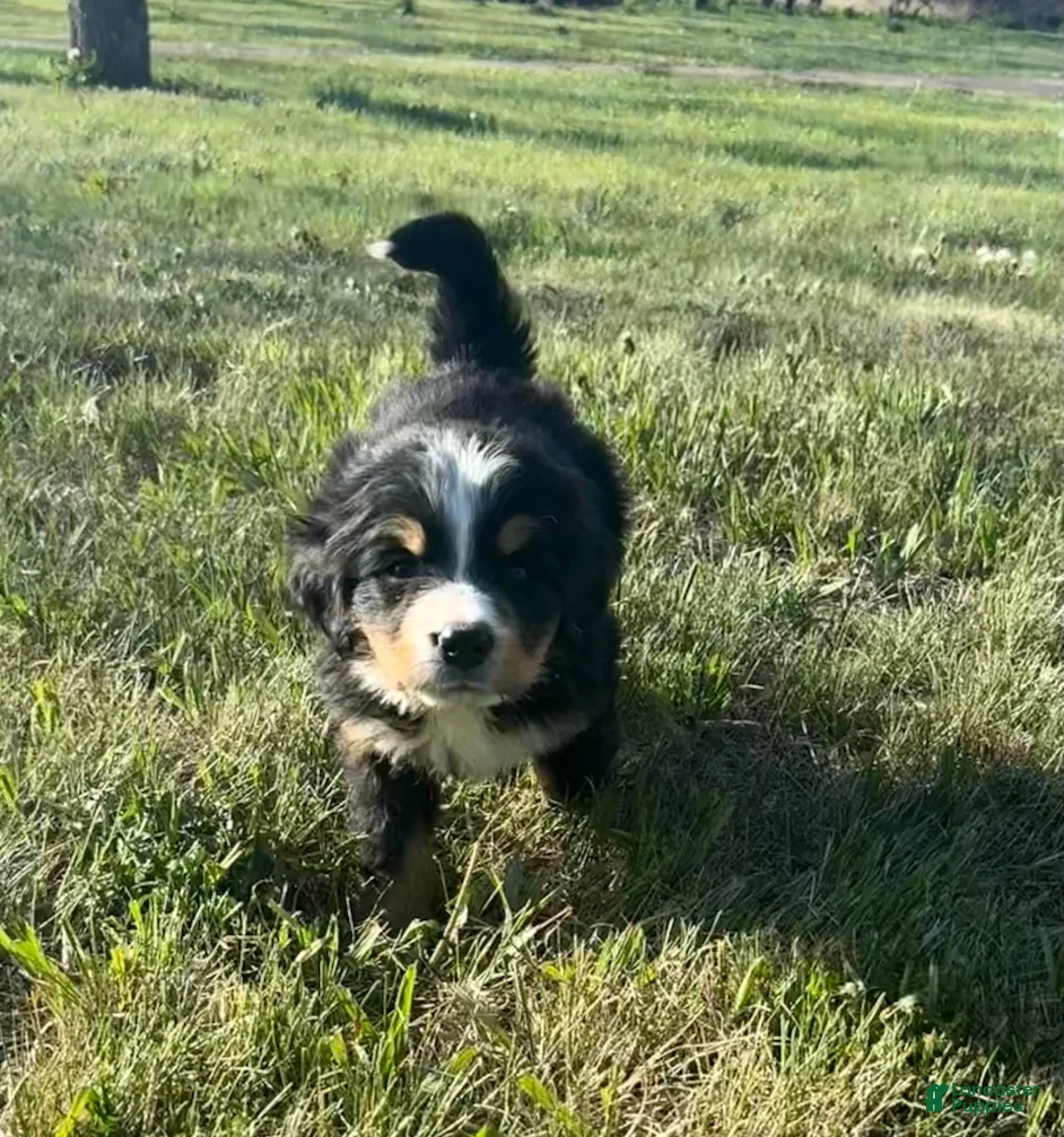 Bernese Mountain Dog dogs for sale: Aztec - Ad 1
