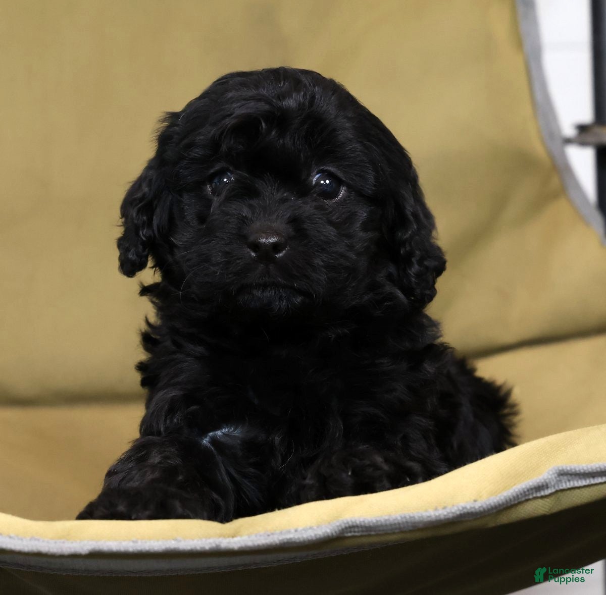 Cavapoo dogs Laura - Ad 1