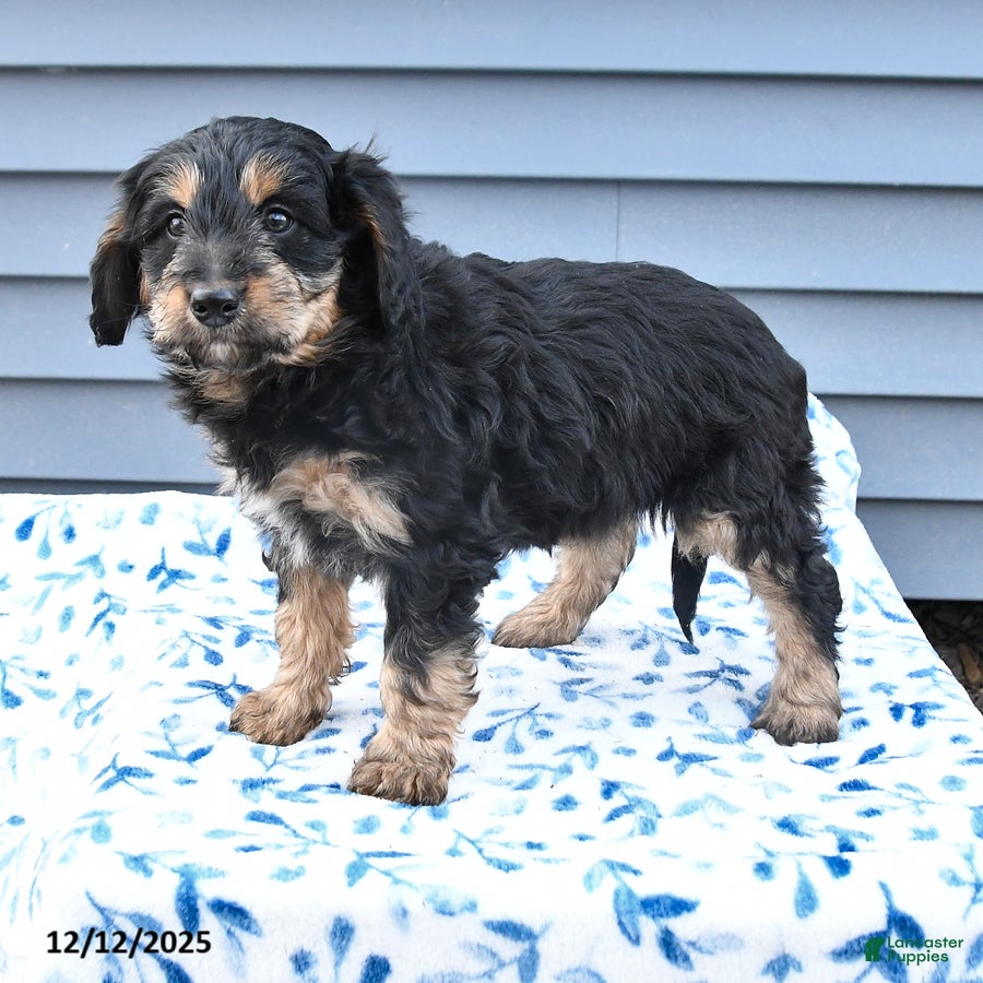 Mixed Breed dogs Angel - Ad 6