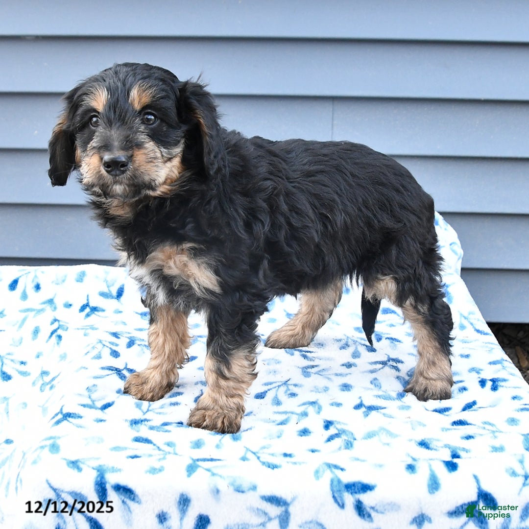 Mixed Breed dogs for sale: Angel - Ad 1